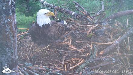 VINS Bald Eagles Nest Live Cams - May 9, 2026, 5:35pm EDT
