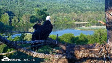 VINS Bald Eagles Nest Live Cams - Jul 24, 2026, 7:27pm EDT