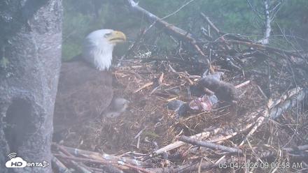 VINS Bald Eagles Nest Live Cams - May 4, 2026, 9:01am EDT