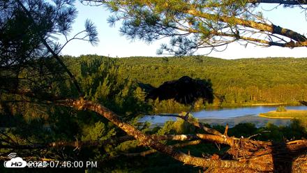 VINS Bald Eagles Nest Live Cams - Jul 19, 2026, 7:46pm EDT