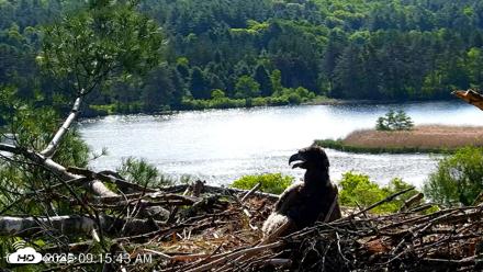 VINS Bald Eagles Nest Live Cams - May 28, 2026, 9:17am EDT