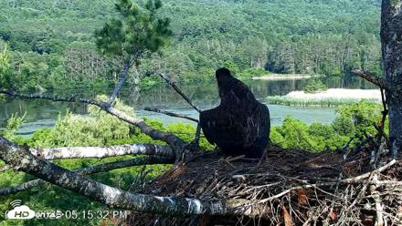 VINS Bald Eagles Nest Live Cams - Jul 1, 2026, 5:16pm EDT