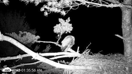 VINS Bald Eagles Nest Live Cams - Jul 17, 2026, 1:37am EDT