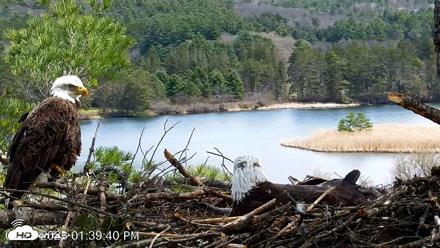 VINS Bald Eagles Nest Live Cams - Apr 25, 2026, 1:40pm EDT