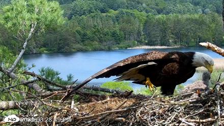 VINS Bald Eagles Nest Live Cams - May 19, 2026, 3:29pm EDT