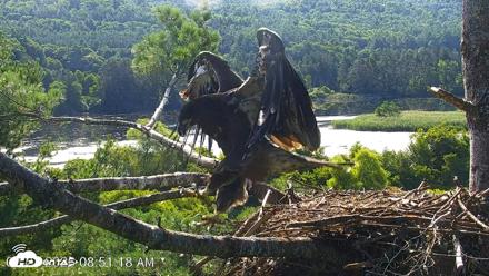 VINS Bald Eagles Nest Live Cams - Jul 23, 2026, 8:52am EDT