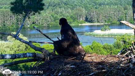 VINS Bald Eagles Nest Live Cams - Jun 29, 2026, 6:19pm EDT