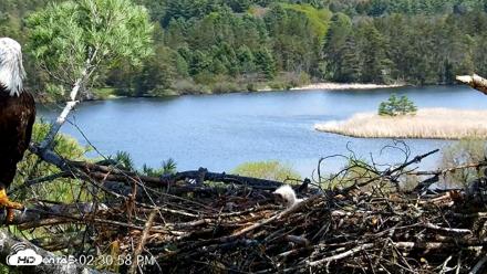 VINS Bald Eagles Nest Live Cams - May 10, 2026, 2:31pm EDT