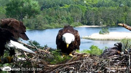 VINS Bald Eagles Nest Live Cams - May 21, 2026, 3:55pm EDT