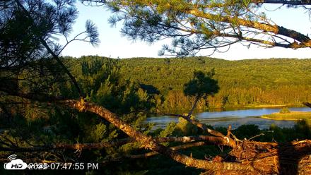 VINS Bald Eagles Nest Live Cams - Jul 19, 2026, 7:49pm EDT