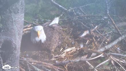 VINS Bald Eagles Nest Live Cams - Apr 25, 2026, 8:48am EDT