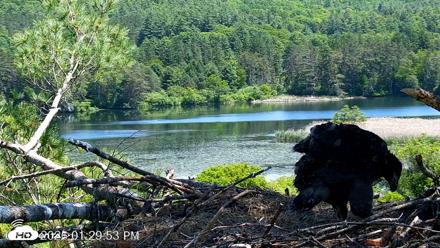 VINS Bald Eagles Nest Live Cams - Jun 8, 2026, 1:31pm EDT