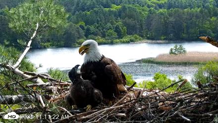 VINS Bald Eagles Nest Live Cams - May 27, 2026, 11:12am EDT