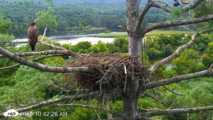VINS Bald Eagles Nest Live Cams - Aug 17, 2026, 10:43am EDT