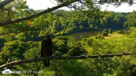 VINS Bald Eagles Nest Live Cams - Jul 25, 2026, 8:27am EDT