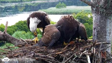 VINS Bald Eagles Nest Live Cams - Aug 22, 2026, 11:00am EDT