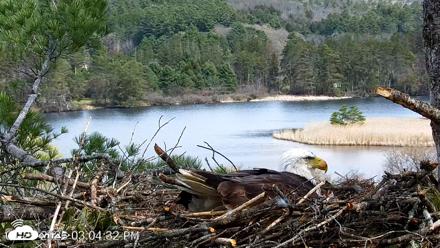 VINS Bald Eagles Nest Live Cams - Apr 25, 2026, 3:05pm EDT