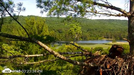 VINS Bald Eagles Nest Live Cams - Jul 13, 2026, 3:26pm EDT