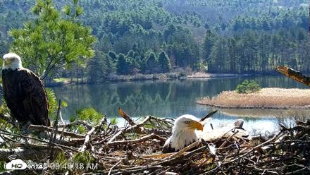 VINS Bald Eagles Nest Live Cams - Apr 26, 2026, 9:49am EDT