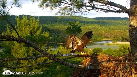 VINS Bald Eagles Nest Live Cams - Jul 9, 2026, 7:05pm EDT