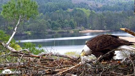 VINS Bald Eagles Nest Live Cams - May 10, 2026, 7:54am EDT