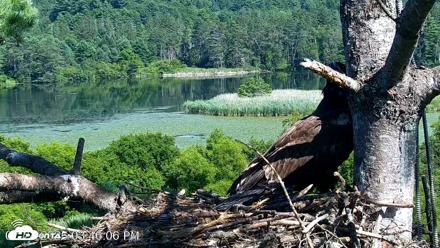 VINS Bald Eagles Nest Live Cams - Jul 24, 2026, 3:46pm EDT
