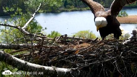 VINS Bald Eagles Nest Live Cams - May 11, 2026, 11:04am EDT