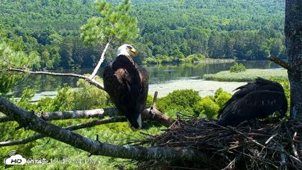 VINS Bald Eagles Nest Live Cams - Jul 24, 2026, 12:44pm EDT