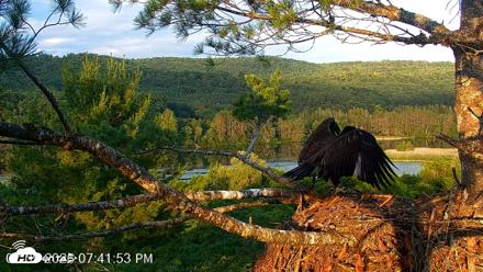 VINS Bald Eagles Nest Live Cams - Jul 9, 2026, 7:42pm EDT