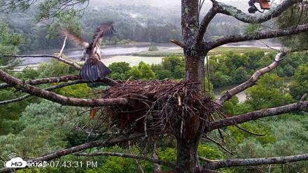 VINS Bald Eagles Nest Live Cams - Aug 12, 2026, 7:44pm EDT