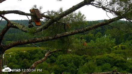 VINS Bald Eagles Nest Live Cams - Jul 30, 2026, 12:30pm EDT