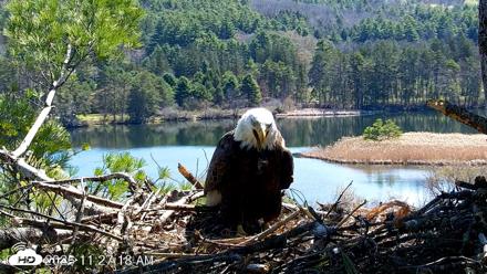 VINS Bald Eagles Nest Live Cams - Apr 27, 2026, 11:27am EDT