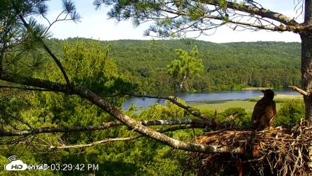 VINS Bald Eagles Nest Live Cams - Jul 13, 2026, 3:31pm EDT
