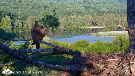 VINS Bald Eagles Nest Live Cams - Jul 24, 2026, 7:14pm EDT