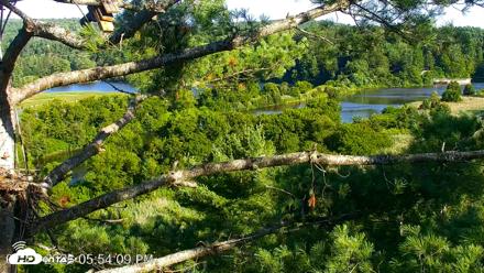 VINS Bald Eagles Nest Live Cams - Jul 23, 2026, 5:55pm EDT