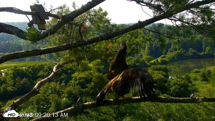 VINS Bald Eagles Nest Live Cams - Jul 26, 2026, 9:26am EDT