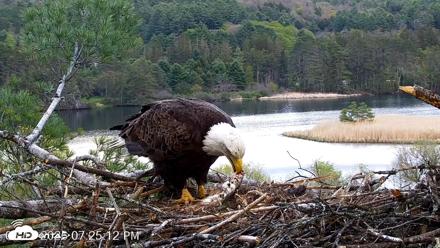 VINS Bald Eagles Nest Live Cams - May 11, 2026, 7:26pm EDT