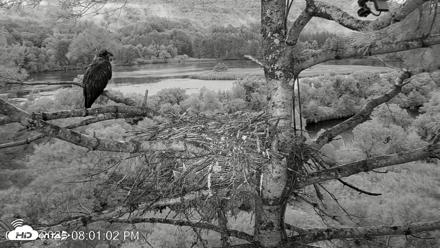 VINS Bald Eagles Nest Live Cams - Aug 12, 2026, 8:02pm EDT