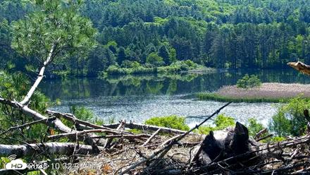 VINS Bald Eagles Nest Live Cams - Jun 3, 2026, 10:33am EDT