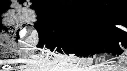 VINS Bald Eagles Nest Live Cams - Jun 13, 2026, 11:11pm EDT