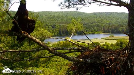 VINS Bald Eagles Nest Live Cams - Jul 3, 2026, 1:09pm EDT