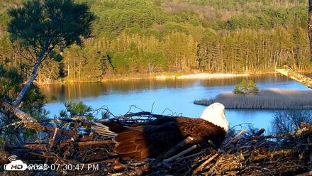 VINS Bald Eagles Nest Live Cams - May 3, 2026, 7:31pm EDT