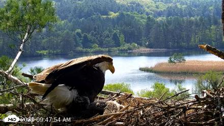 VINS Bald Eagles Nest Live Cams - May 19, 2026, 9:48am EDT