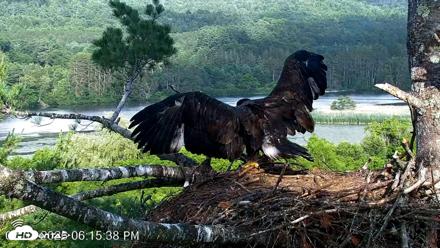 VINS Bald Eagles Nest Live Cams - Jul 2, 2026, 6:16pm EDT