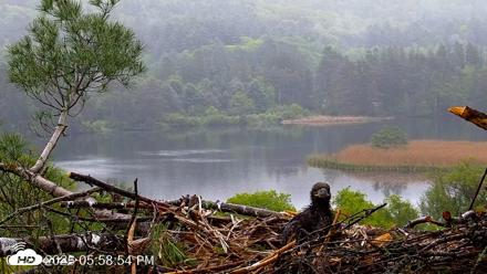 VINS Bald Eagles Nest Live Cams - May 24, 2026, 5:59pm EDT