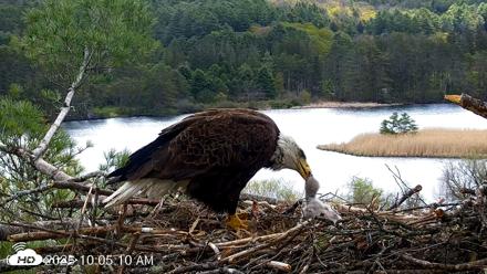 VINS Bald Eagles Nest Live Cams - May 8, 2026, 10:05am EDT