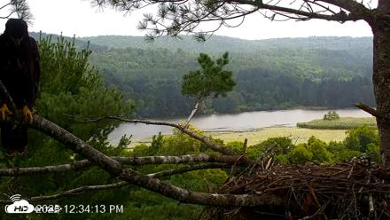 VINS Bald Eagles Nest Live Cams - Jul 16, 2026, 12:35pm EDT