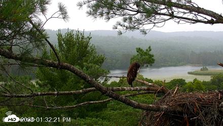 VINS Bald Eagles Nest Live Cams - Jul 18, 2026, 1:32pm EDT
