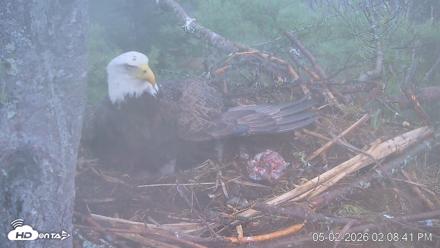 VINS Bald Eagles Nest Live Cams - May 2, 2026, 2:09pm EDT