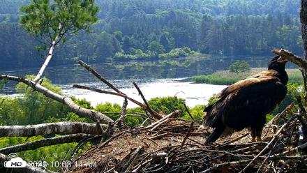 VINS Bald Eagles Nest Live Cams - Jun 30, 2026, 10:09am EDT